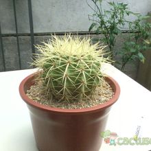 Una foto de Echinocactus grusonii