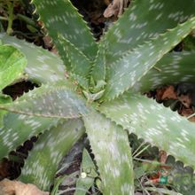 Una foto de Aloe maculata