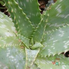 Una foto de Aloe maculata