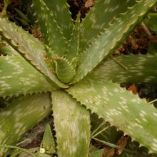 Una foto de Aloe maculata