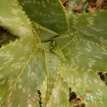 Una foto de Aloe maculata
