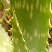 Una foto de Aloe maculata