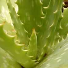 Una foto de Aloe maculata