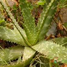 Una foto de Aloe maculata