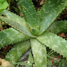 Una foto de Aloe maculata