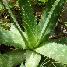 Una foto de Aloe maculata