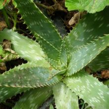 Una foto de Aloe maculata