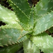 Una foto de Aloe maculata