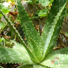 Una foto de Aloe maculata