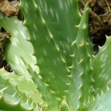 Una foto de Aloe maculata