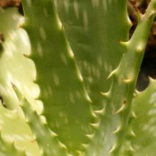 Una foto de Aloe maculata