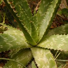Una foto de Aloe maculata