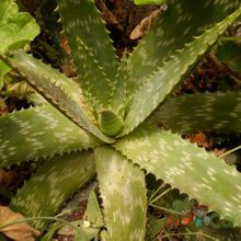 Una foto de Aloe maculata