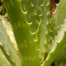 Una foto de Aloe maculata