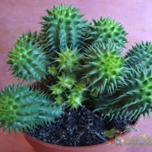 Una foto de Euphorbia susannae