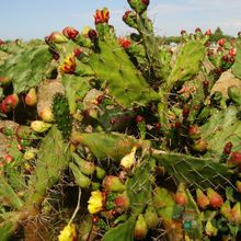 Una foto de Opuntia monacantha