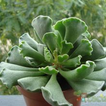 A photo of Adromischus cristatus