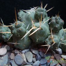 A photo of Cumulopuntia pentlandii