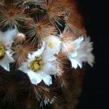 A photo of Mammillaria carmenae