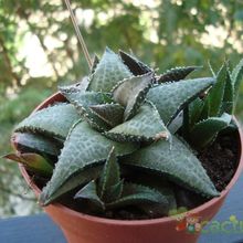 Una foto de Haworthia venosa subsp. tessellata
