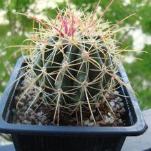 A photo of Ferocactus alamosanus