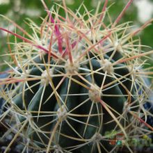 Una foto de Ferocactus alamosanus