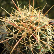 A photo of Ferocactus alamosanus