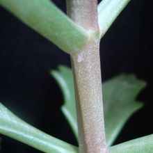 A photo of Kalanchoe longiflora