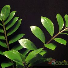 A photo of Zamioculcas zamiifolia  