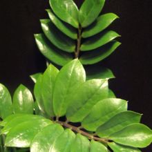 A photo of Zamioculcas zamiifolia  