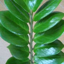 A photo of Zamioculcas zamiifolia  