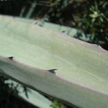 A photo of Agave fourcroydes  