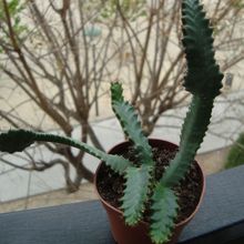 Una foto de Euphorbia stellata  