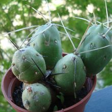 A photo of Tephrocactus chichensis