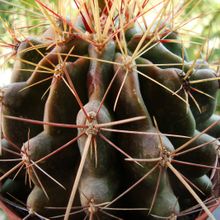 Una foto de Ferocactus hamatacanthus ssp. sinuatus