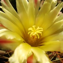 A photo of Ferocactus hamatacanthus ssp. sinuatus