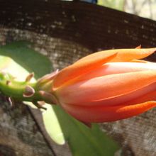 Una foto de Epiphyllum cv. Fiesta de Flores