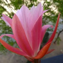 A photo of Epiphyllum cv. Fiesta de Flores