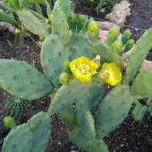 A photo of Opuntia stricta