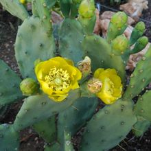 A photo of Opuntia stricta