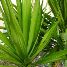 Una foto de Yucca gigantea