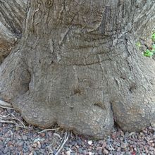 Una foto de Yucca gigantea