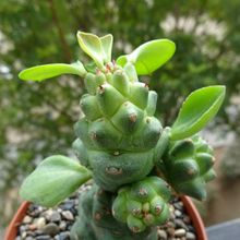 Una foto de Euphorbia ritchiei subsp. nyambensis