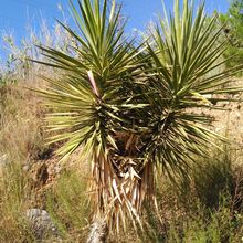 Una foto de Yucca aloifolia  