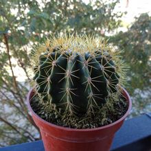 Una foto de Ferocactus schwarzii