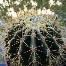 Una foto de Ferocactus schwarzii