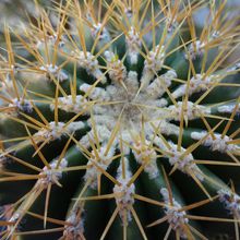 Ferocactus schwarzii