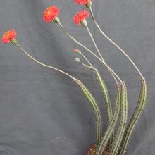 A photo of Kleinia stapeliiformis