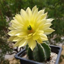 A photo of Echinocereus subinermis