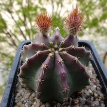 A photo of Echinocereus subinermis